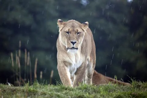 African Lioness Stock Photos