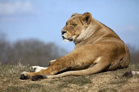 African Lioness Stock Photos
