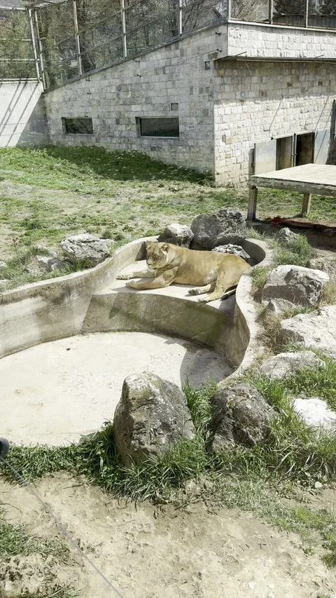 African lioness resting by an empty concrete pool in a zoo enclosure Stock Footage 340079648