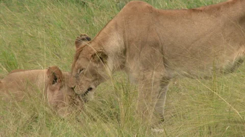 African Lionesses licking each other, lock shot in high angle Stock Footage