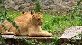 African Lions HD Footage