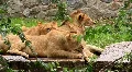 African Lions HD Footage