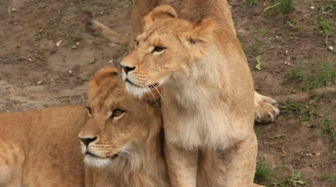African lions Stock Footage 883075