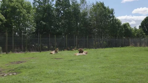 African Lions Stock Footage 157788404