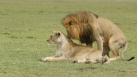 African Lions mating full sequence Stock Footage 93419590