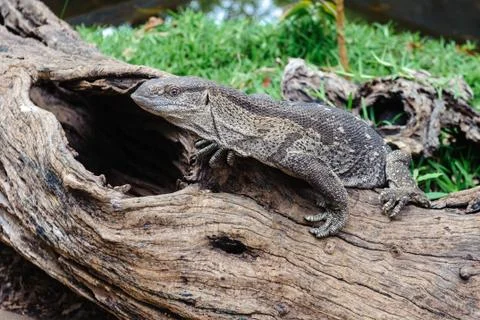 African lizard Stock Photos