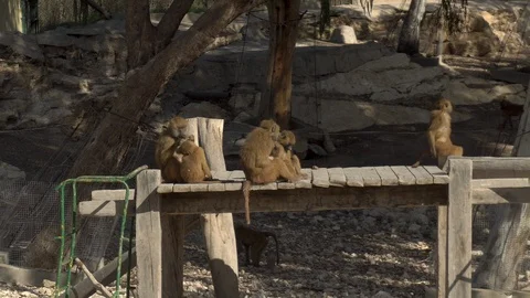 African macaques are sitting on the bridge. Monkeys in the vastness of Africa Vídeos de archivo 120540235