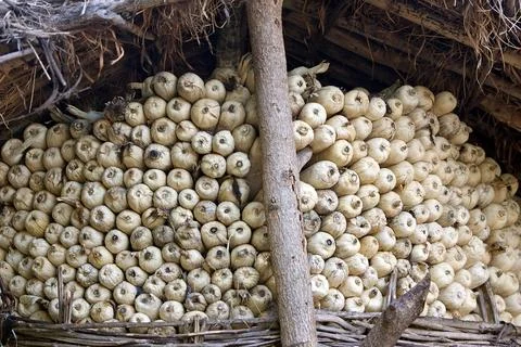 African maize warehouse Stock Photos