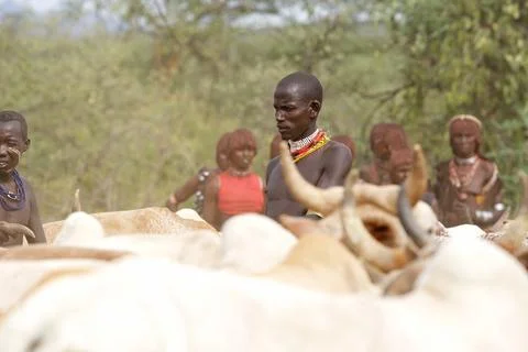 African man and cattle Stock Photos