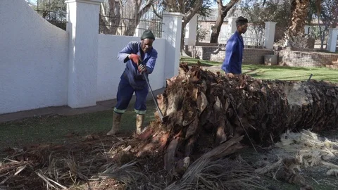 African man chopping tree with axe Stock Footage 113607075