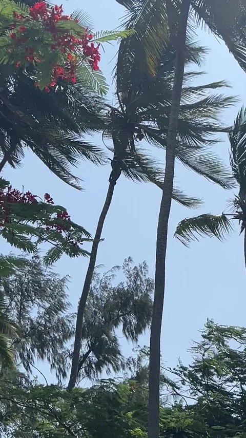 African man climbing palm tree to harvest coconuts in Paje Stock Footage 344041061