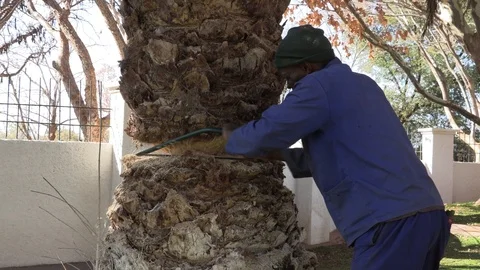 African man cuttin  tree with bow saw Stock Footage 113607100