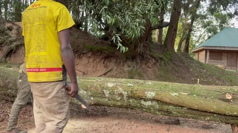 An African man cutting a large log from the side of a road in a forest in Uganda Stock Footage 341036876