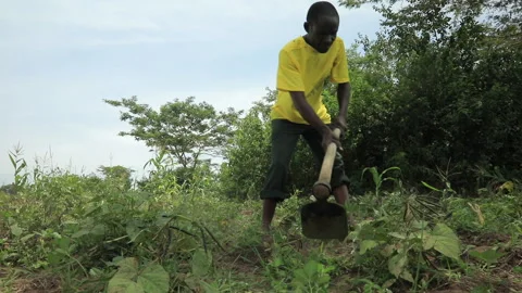 African man manually ploughing a field of crops in Uganda Stock Footage 265709570