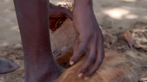 African man opens coconut with his hands Stock Footage 304837796