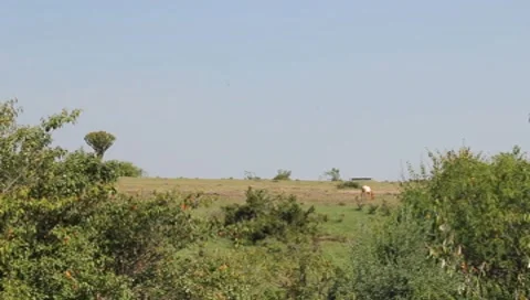 African Man Walking Path with Goats  (HD) Stock Footage 7728035