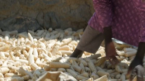An African Man Working with a Pile of Corn co Stock Footage 115737355