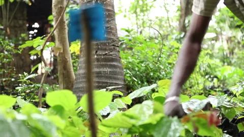 African Man working in tree nursery Stock Footage 138142287