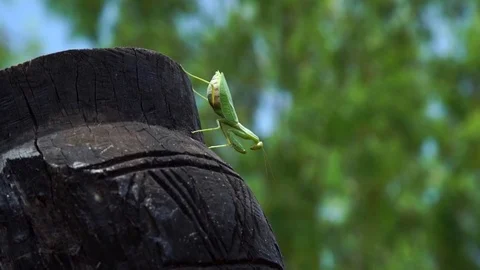 An African Mantis. About insects, macro lens Stock Footage 71514719