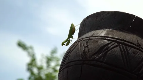 An African Mantis. About insects, macro lens, detail Stock Footage 71515966