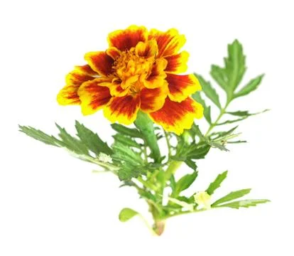 African Marigold Stock Photos