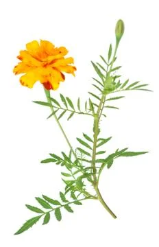 African Marigold Stock Photos