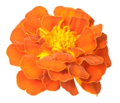 African Marigold Stock Photos