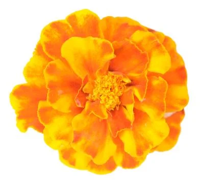 African Marigold Stock Photos