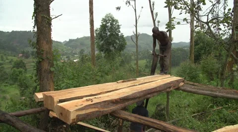 African Men from Batwa Tribe Cutting Wood with Saw, Uganda Stock Footage 40925853