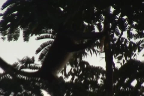 African Monkey 01 Stock Footage 356671