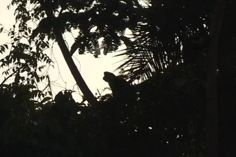 African Monkey 02 Stock-Footage 356672