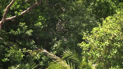 African monkey sitting along in the green branches of huge tree. Stock Footage 204130846