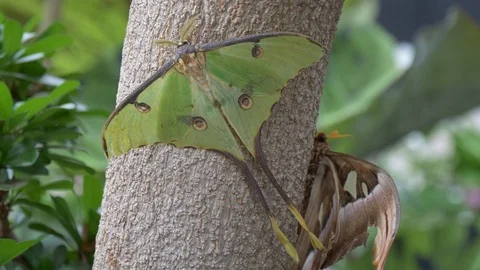 African moon moth 4K Stock Footage 93993465