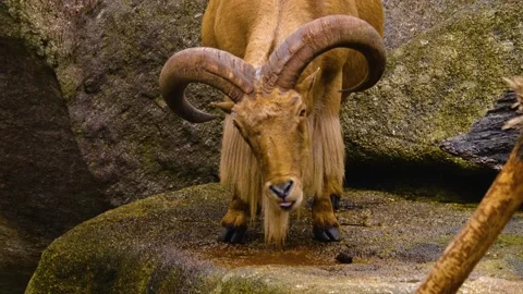 African mountain goat  Stock Footage 143364713