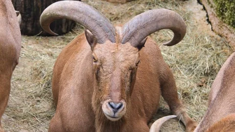 An African mountain goat Stock Footage 261242834
