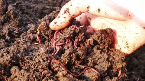 African Night Crawler in soi. Stock Footage 149248317