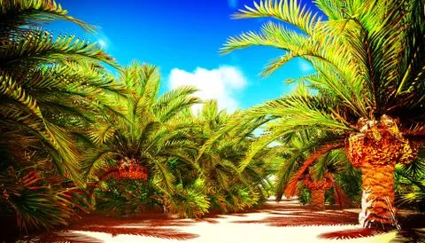 African oasis Stock Illustration