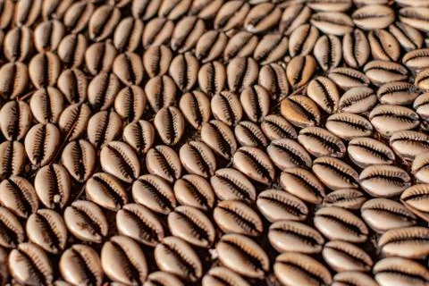 African ocean shells Stock Photos