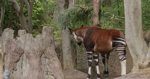African Okapi Animal Eating Feeding Browsing on Leaves Stock Footage 199757023