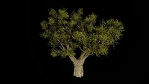 African Olive Tree. Alpha channel Included. Stock Footage 88432907
