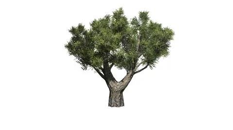 African Olive tree isolated on white background Stock Illustration
