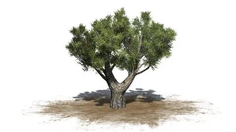 African Olive tree isolated on white background Illustrazione stock