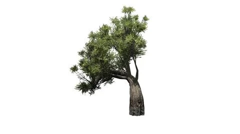African Olive tree isolated on white background Stock Illustration