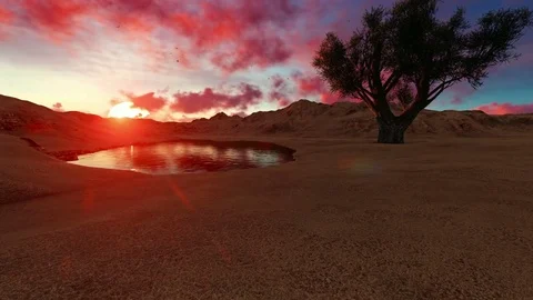 African olive tree in the sunset Stock Footage 71117697