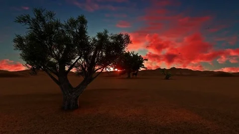 African Olive tree at sunset Video stock 83376711