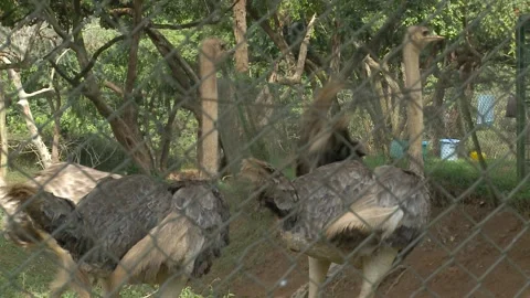 AFRICAN OSTRICH Stock Footage 295251208
