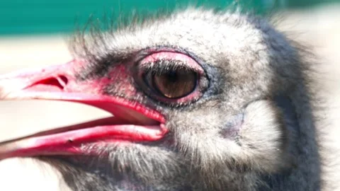 African ostrich with an open huge beak Stock Footage 232580341