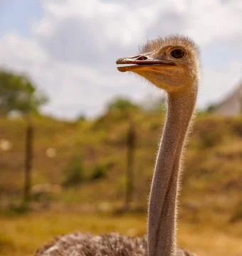 African Ostrich Stock Photos