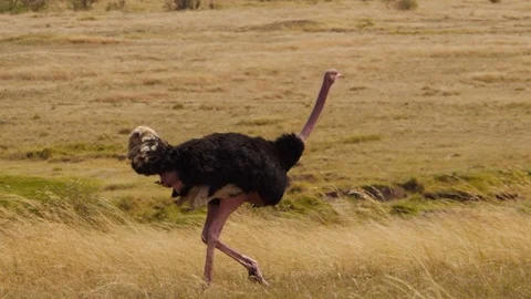 African ostrich whose brain size is smaller than the size of his eye in Kenya Stock Footage 106842706
