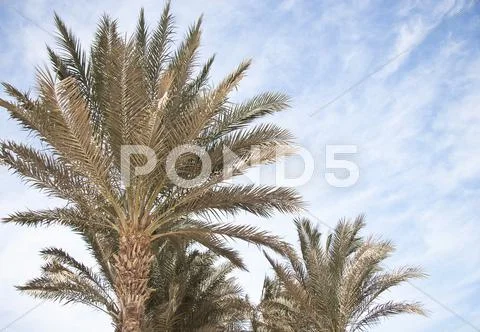 African Palm Trees At Bright Summer Day